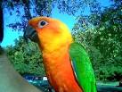 Jenday Conure | Pictures | Video