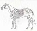 Equine Chiropractic, Pros, Cons, and Alternatives
