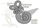 The Inner Ear