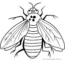 Fly coloring page