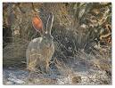 Jack Rabbits - DesertUSA