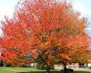 Maple Tree Pictures and Images