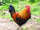 TM1179 : Feral chicken - via Daymix