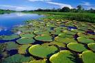 Peru Image - Yanayacu River, Amazon Basin, Peru - Lonely Planet