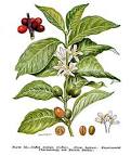 Coffee species: Arabica, Robusta, Liberica