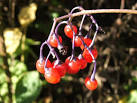 "dulcis", sweet + "amārus", - via Daymix
