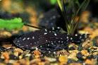 Doradidae, Agamixis pectinifrons (Doras pectinifrons) - онлайн ...