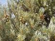 Single-leaf Pinyon - Wikipedia, the free encyclopedia