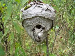 external image images?q=tbn:ANd9GcS1XrFIFCYD5Ne56LpMRfILbaktIx5tBpo3q354TN6s4vVFc5bnKw