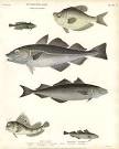 Antique print: picture of Cod Fish, Coal Fish, Blenny - Gadus ...