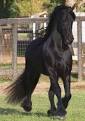 Fresian Horse 154 by ~HorsesRule8 on deviantART