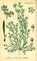 <b>Molluginaceae</b>. From Wikispecies. Jump to: navigation, search