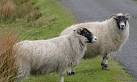 NS2351 : Blackface sheep - via Daymix