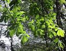 Britain from the Balkans during the 17th century as an ornamental tree, - via Daymix