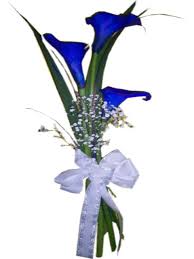 images?q=tbn:ANd9GcS2AQ13YIJwvyI1p6l6BmJ