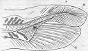 Division I. Ichthyopsida. Class I. Pisces. Part 4