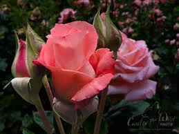 Fun & Info @ Keralites.net