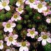 <b>SAXIFRAGACEAE</b> - The Saxifrage
