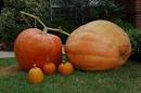 giant pumpkins In Pursuit of