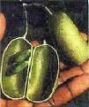 Basic Botanical Data of <b>Griffonia</b> simplicifolia.<b>Griffonia</b> Seed