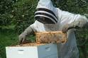 Beekeeping Appropriate Technology | Village Earth