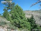 ARKive - Chilgoza pine videos, photos and facts - Pinus gerardiana
