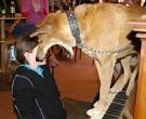 Australian dingo attacks - dingo attacks in Fraser Island and ...
