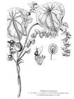 <b>Menispermaceae</b> Juss.