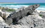 Fil:Black Spiny-tailed Iguana-27527.jpg - Wikipedia