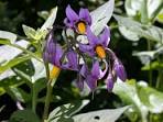 <b>Solanaceae</b> Solanum dulcamara