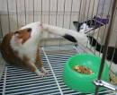 http://www.thebuzzmedia.com/wp-content/uploads/2008/07/almost-has-a-hamster.jpg