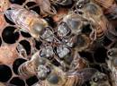Social Behavior, BeeSpotter, University of Illinois