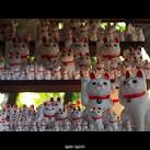 232/2011: Welcoming Cats at Gotokuji Temple, Setagaya, Tokyo ...