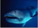 Megamouth Shark Electrosensory System - Shark Research Institute
