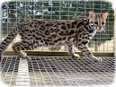 Best Pet Reviews » Asian Leopard Cat