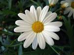 Marguerite Daisy