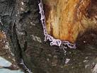 (An older synonym is Stereum - via Daymix