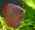 What Causes High Acid Water in Freshwater Fish Aquariums  eHow