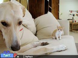 Bildergebnis für ‫سگ واقی وکربه واقی‬‎