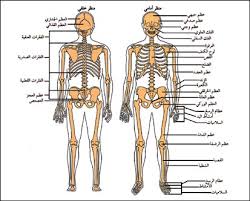 العظام  في جسم الإنسان Images?q=tbn:ANd9GcS3pi6nXkDbEzZc4rBH4JP6fxrwDXWxPLNTLh33XDyHkSM-rpauFg