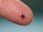 Lyme Disease - What You Need to Know - Arthrosurface