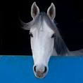For the love of horses: Photos and stories from the next ... 