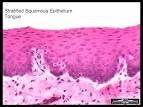 Epithelium