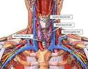 Thyroid Anatomy
