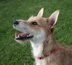 File:Terrier mixed-breed dog.jpg - Wikipedia, the free encyclopedia