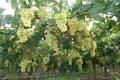 My Grape Vine - Learn How To Grow Grapes