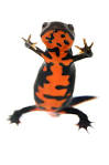Newts/Salamanders - Exotics - Pet Info Club