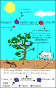 Luka Bakic 8B - MYP Science III: Carbon Dating
