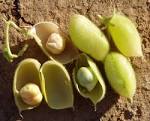 File:Chickpea pods.jpg - Güiquipeya