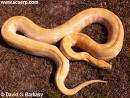 Python Photo Gallery